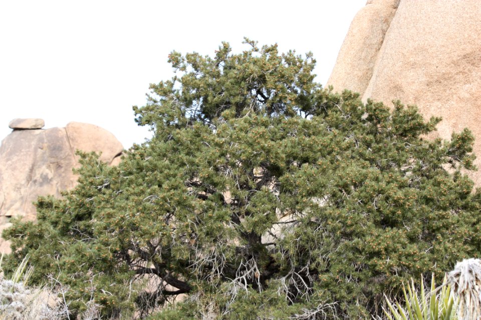 Single-leaf pine (Pinus monophylla); Split Rock Loop Trail