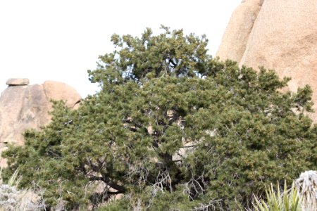 Single-leaf pine (Pinus monophylla); Split Rock Loop Trail