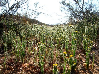 Desert fiddleneck (Amsinckia tessellata); Pine City Trail photo