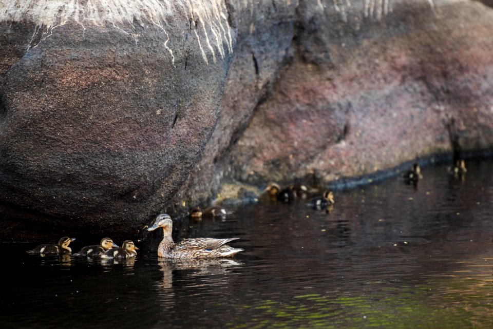 Ducklings at Barker Dam