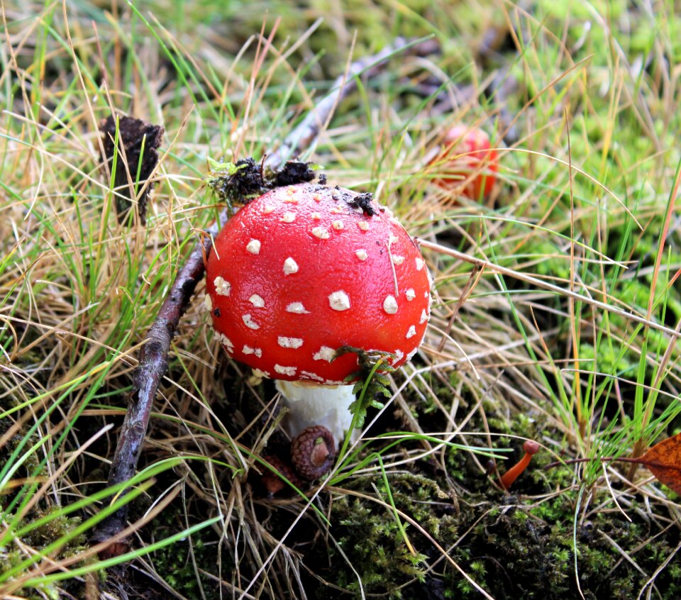 Agaric little grass