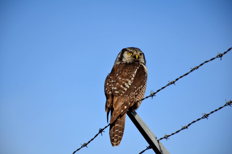 Northern Hawk Owl behind Anchorage Airport
