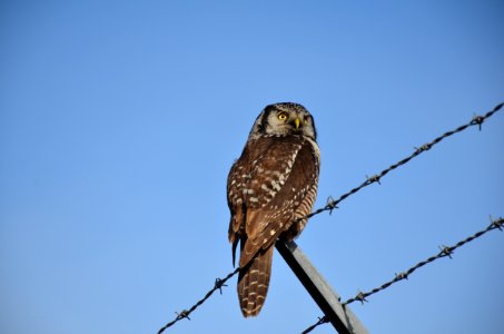 Northern Hawk Owl behind Anchorage Airport photo
