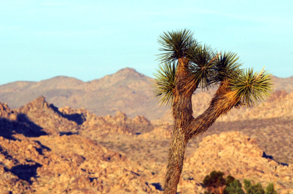 Joshua tree with deep depth of field