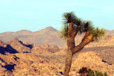 Joshua tree with deep depth of field