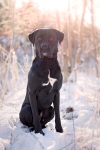Sunset animals winter