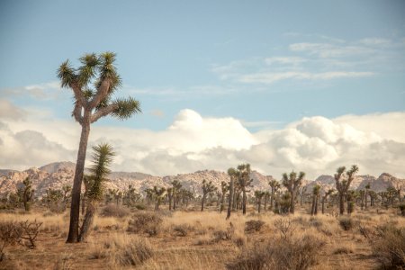 Joshua tree landscape with puffy clouds