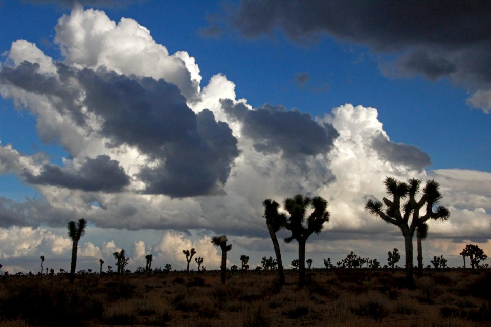 Storm Clouds over Joshua Tree in Queen Valley
