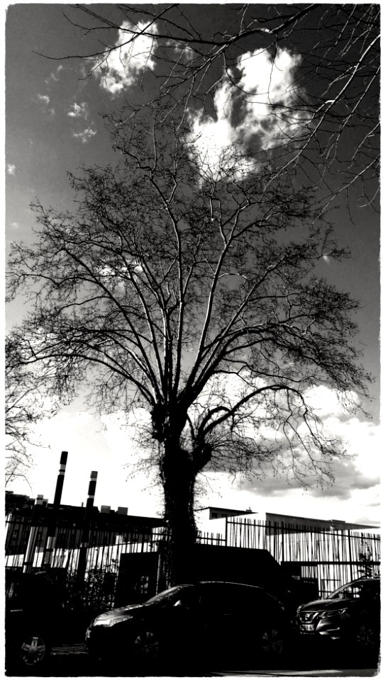 Tree and clouds photo