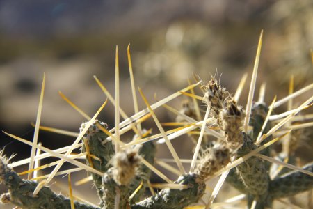Pencil cholla (Cylindropuntia ramosissima); Indian Cove Campground