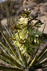 Mojave yucca (Yucca schidigera) photo