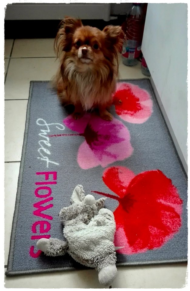 Ce nouveau tapis est à moi!!!