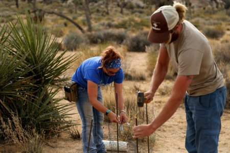 Staff build cages for new plants and label them with tags near Hemingway Buttress