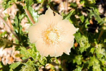 Sand blazingstar blooming in Cottonwood CanyonLupine, poppies, and brittlebush blooming near Bajada Nature TrailChia, desert dandelion, and brittlebush blooming in Cottonwood Canyon; 3/24/17 photo