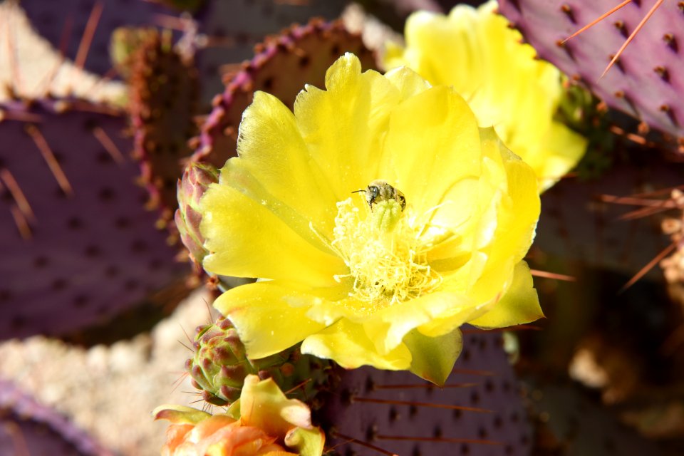 Bee Pollinating Dollarjoint Prickly Pear; Opuntia chlorotica