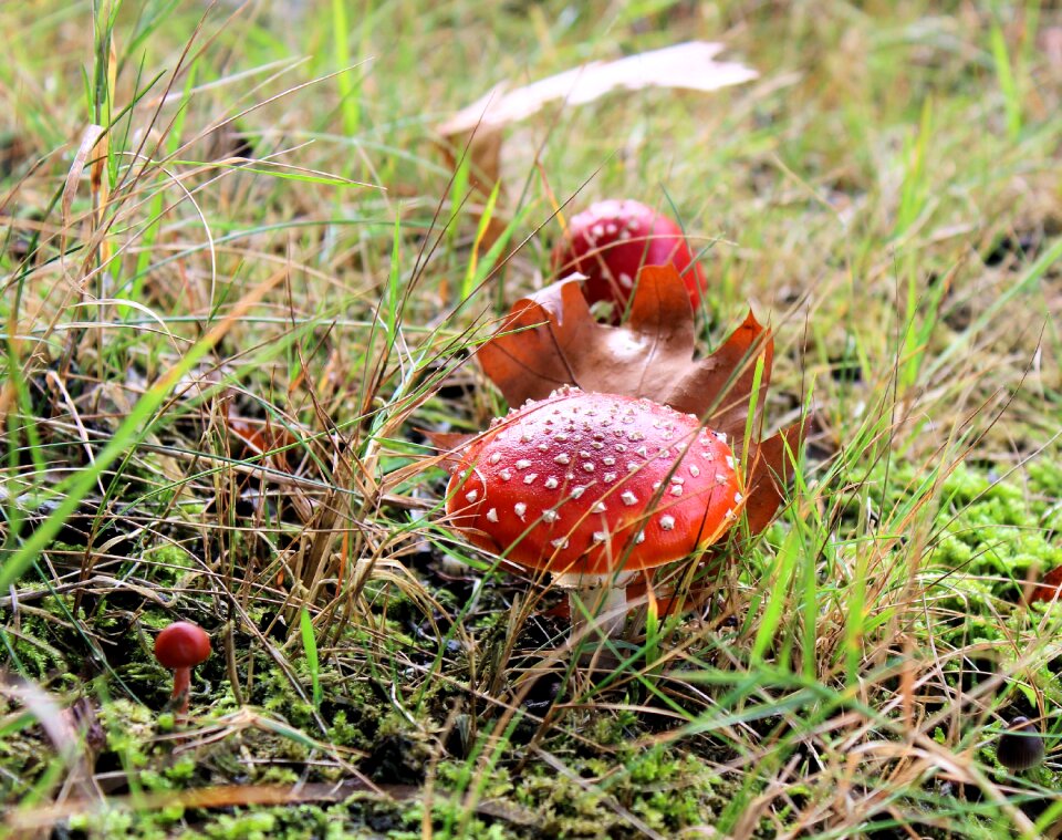 Red with white dots autumn agaric