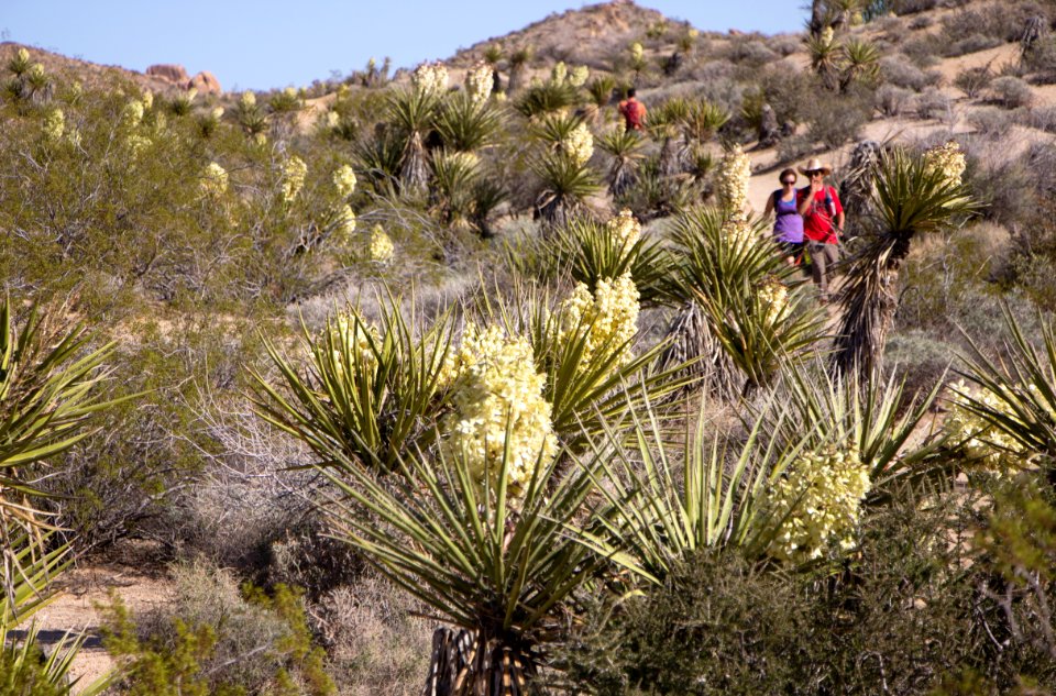 Hikers on Mastodon Peak Trail