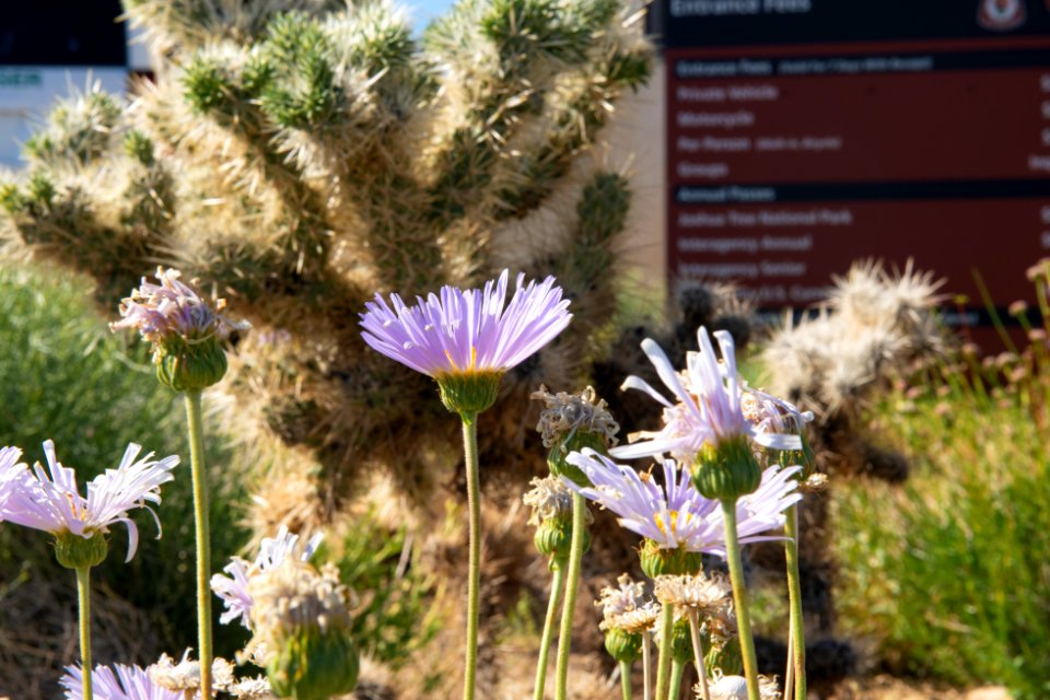 Mojave woodyaster (Xylorhiza tortifolia var. tortifolia) and cholla at North Entrance
