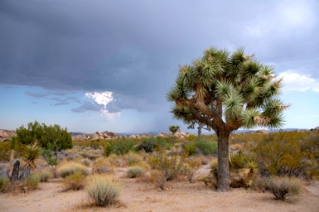 Monsoon clouds from Live Oak Picnic Area