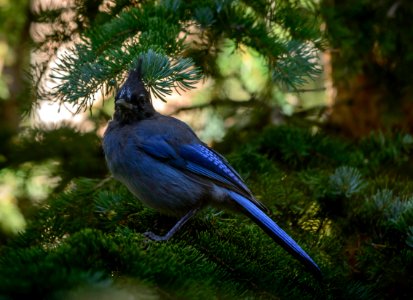 Stellar's Jay