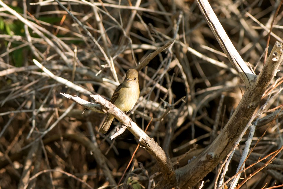 Unidentified Flycatcher
