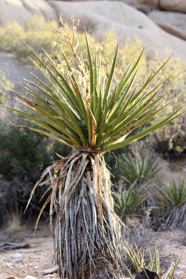 Yucca schidigera, Split Rock Loop Trail