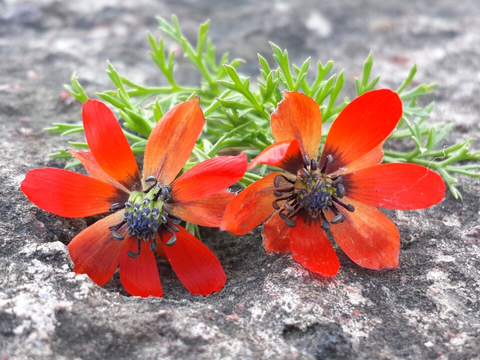 Nature spring red