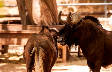 Parto en el zoo de Córdoba