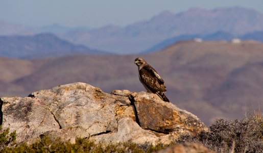 Red-tailed hawk