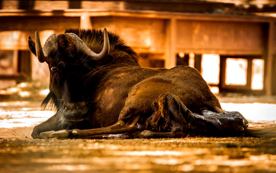 Parto en el zoo de Córdoba