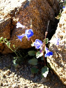 Desertbells (Phacelia campanularia); 49 Palms Trail