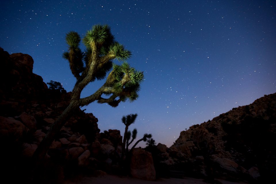 Night sky of Joshua Tree National Park
