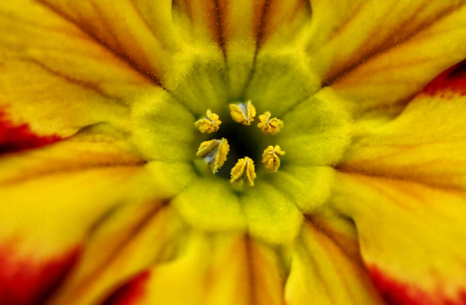 Garden anemone stamen