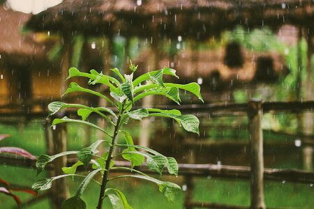 Leaves wet green rain photo