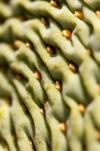 Beavertail cactus (Opuntia basilaris var. basilaris)