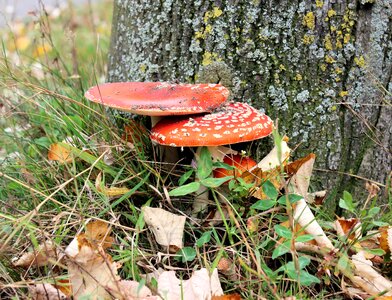 Red with white dots autumn agaric photo