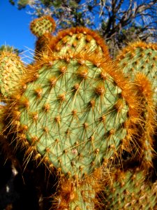 Opuntia chlorotica at South Astrodome