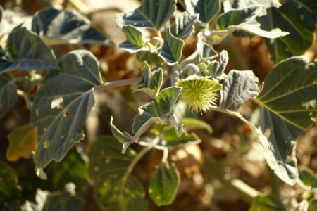 Datura, Cholla Cactus Garden