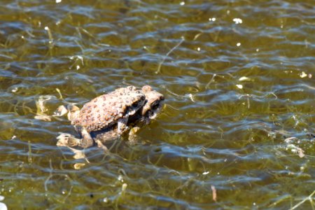 Red Spotted Toads photo