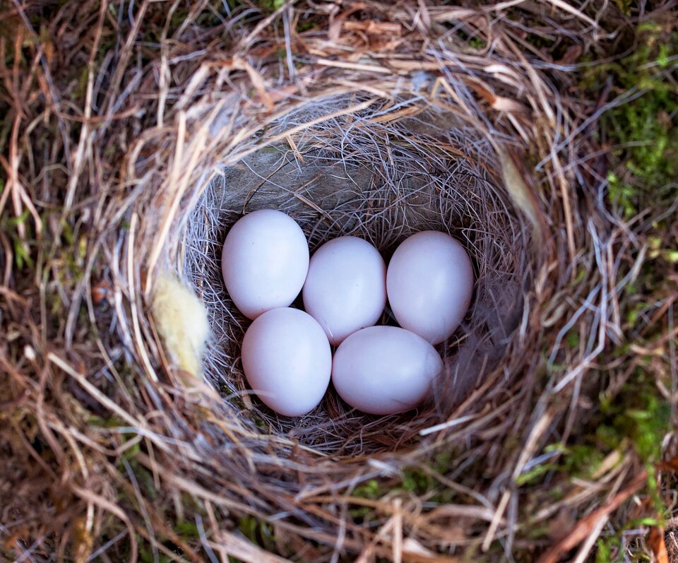 Nature egg close up photo