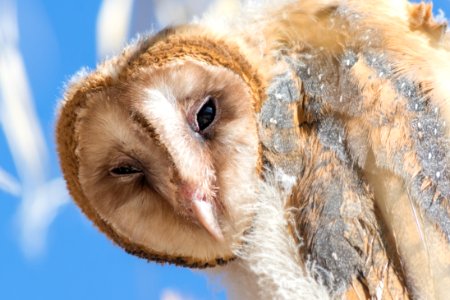 Juvenile Barn Owl photo