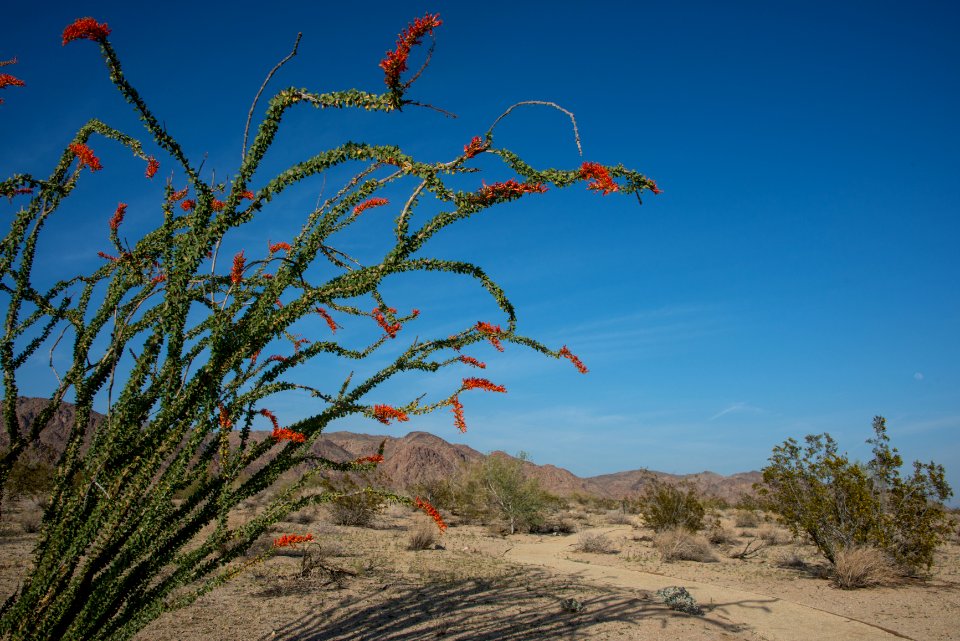 Ocotillo in bloom at the Bajada Nature Trail