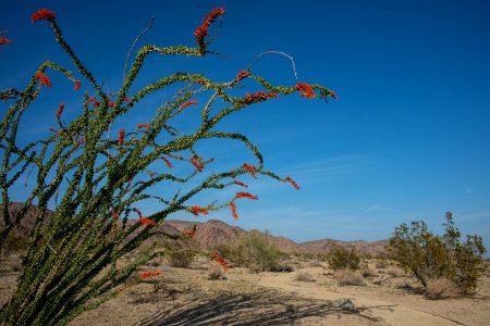 Ocotillo in bloom at the Bajada Nature Trail
