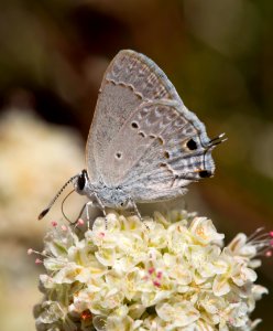 Mallow Scrub-Hairstreak Butterfly; Strymon istapa photo