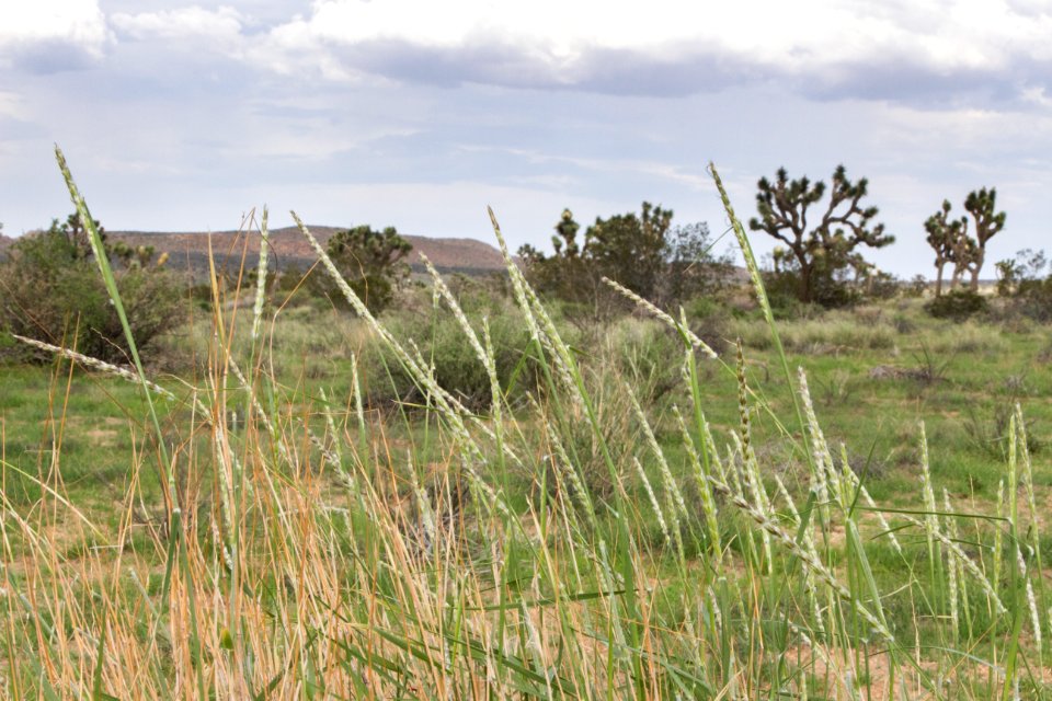 Grass near Sheep's Pass Campground; 8/6/15