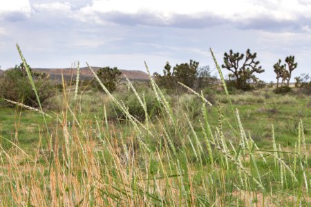 Grass near Sheep's Pass Campground; 8/6/15