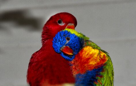 Parrot colors beak photo