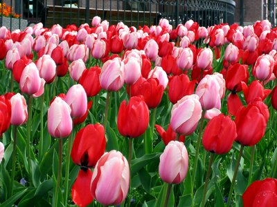 Red growing floral