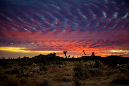 Desert landscape at sunset