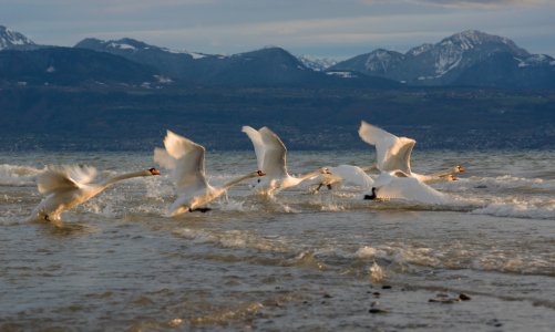 Cygnes du lac Léman